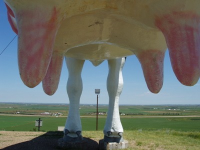 Salem Sue - The World's Largest Cow | Amusing Planet